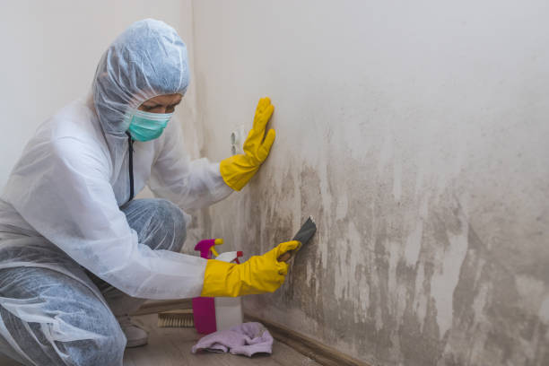 Best Post-Flood Mold Remediation in Middletown, KY