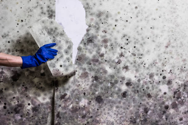 Best Insurance-Related Mold Remediation in Middletown, KY
